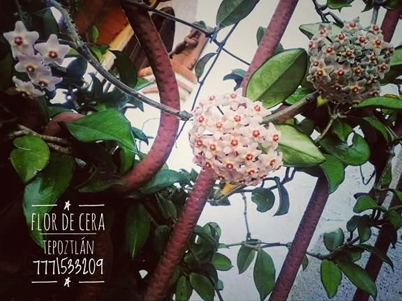 Flor De Cera 호텔 테포츨란 외부 사진